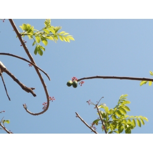 Spondias purpurea L. (Prune d'Espagne)