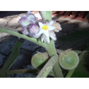 Solanum sp.