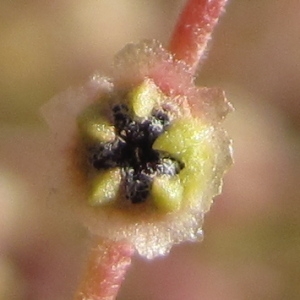 Cycloloma atriplicifolium (Spreng.) Coult. (Cycloloma)