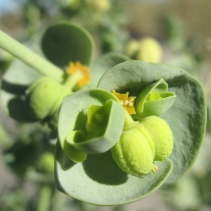 Photographie n°47520 du taxon Euphorbia paralias L.