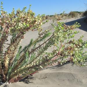 Photographie n°47524 du taxon Euphorbia paralias L.