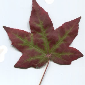 Photographie n°47528 du taxon Liquidambar styraciflua L. [1753]