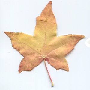 Photographie n°47531 du taxon Liquidambar styraciflua L. [1753]