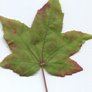 Photographie n°47532 du taxon Liquidambar styraciflua L. [1753]