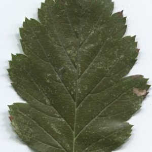 Photographie n°47540 du taxon Sorbus intermedia (Ehrh.) Pers. [1806]