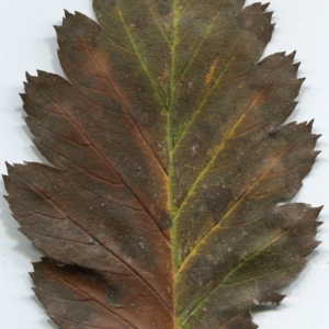Photographie n°47544 du taxon Sorbus intermedia (Ehrh.) Pers. [1806]