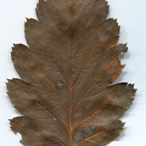 Photographie n°47545 du taxon Sorbus intermedia (Ehrh.) Pers. [1806]
