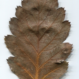 Photographie n°47546 du taxon Sorbus intermedia (Ehrh.) Pers. [1806]