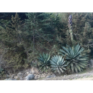 Agave sp.