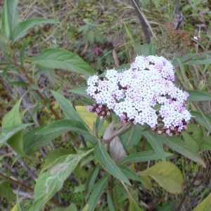 Photographie n°47561 du taxon Valeriana L. [1753]