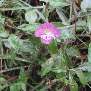 Photographie n°47569 du taxon Epilobium L. [1753]