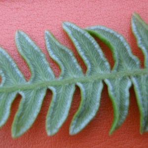  - Pteridium aquilinum (L.) Kuhn [1879]