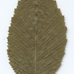 Photographie n°47589 du taxon Ostrya carpinifolia Scop. [1772]