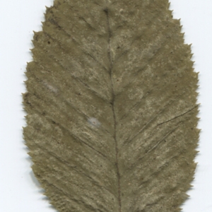 Photographie n°47590 du taxon Ostrya carpinifolia Scop. [1772]