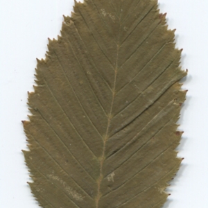 Photographie n°47591 du taxon Ostrya carpinifolia Scop. [1772]