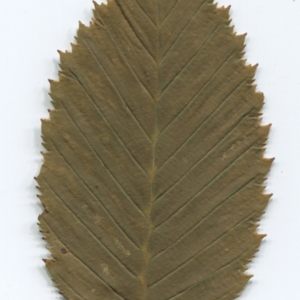 Photographie n°47592 du taxon Ostrya carpinifolia Scop. [1772]