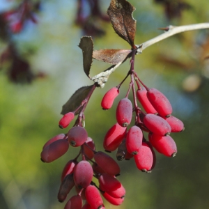 Photographie n°47597 du taxon Berberis vulgaris L. [1753]