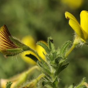 Photographie n°47599 du taxon Ononis natrix L. [1753]