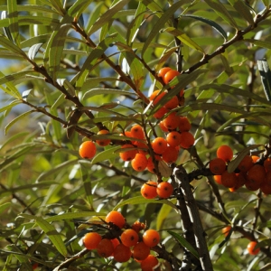 Photographie n°47600 du taxon Hippophae rhamnoides L. [1753]