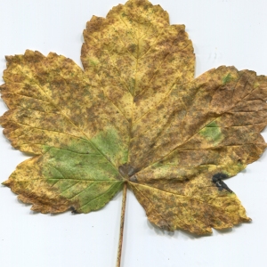 Photographie n°47626 du taxon Acer pseudoplatanus L. [1753]