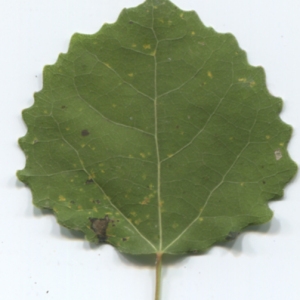 Photographie n°47627 du taxon Populus tremula L. [1753]