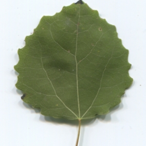 Photographie n°47629 du taxon Populus tremula L. [1753]