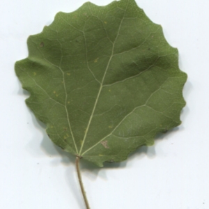 Photographie n°47630 du taxon Populus tremula L. [1753]