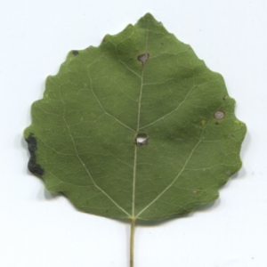 Photographie n°47632 du taxon Populus tremula L. [1753]