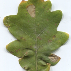 Photographie n°47645 du taxon Quercus robur L. [1753]