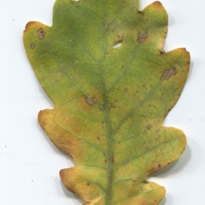 Photographie n°47647 du taxon Quercus robur L. [1753]