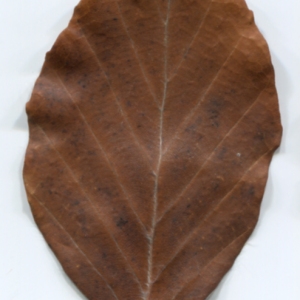 Photographie n°47654 du taxon Fagus sylvatica L. [1753]