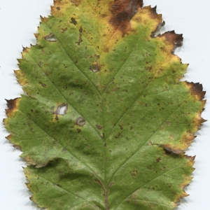 Photographie n°47660 du taxon Sorbus intermedia (Ehrh.) Pers. [1806]