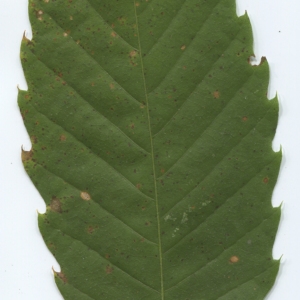 Photographie n°47667 du taxon Castanea sativa Mill. [1768]