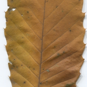 Photographie n°47680 du taxon Castanea sativa Mill. [1768]