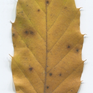 Photographie n°47681 du taxon Castanea sativa Mill. [1768]