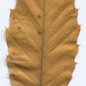 Photographie n°47683 du taxon Castanea sativa Mill. [1768]