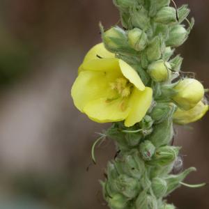 Photographie n°47685 du taxon Verbascum thapsus L. [1753]