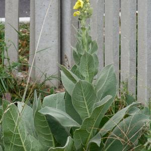 Photographie n°47691 du taxon Verbascum thapsus L. [1753]