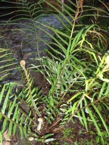 Genevieve Botti, le 23 janvier 2010 (Guatemala (Coban))