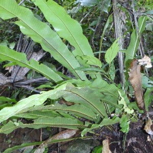 Photographie n°47720 du taxon Asplenium scolopendrium L. [1753]