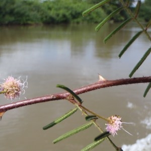 Photographie n°47735 du taxon Mimosa pigra L.