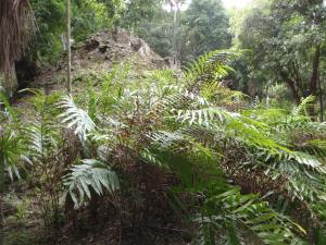 Genevieve Botti, le 23 janvier 2010 (Guatemala (Tikal))