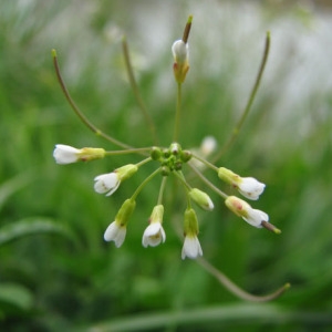 Photographie n°47746 du taxon Arabidopsis thaliana (L.) Heynh.