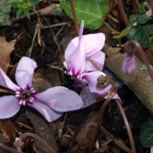 Photographie n°47748 du taxon Cyclamen hederifolium Aiton [1789]