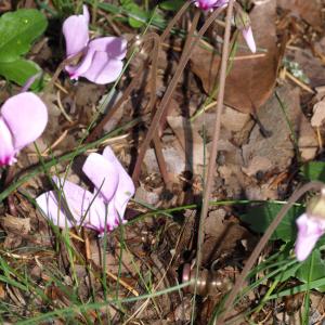 Photographie n°47749 du taxon Cyclamen hederifolium Aiton [1789]