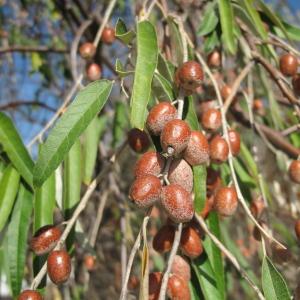 Photographie n°47750 du taxon Elaeagnus angustifolia L. [1753]