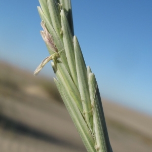 Agropyron junceum var. sartorii Boiss. & Heldr. (Chiendent à feuilles de jonc)