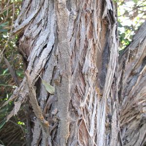 Photographie n°47760 du taxon Elaeagnus angustifolia L.