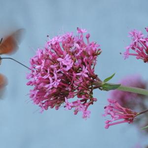 Photographie n°47764 du taxon Centranthus ruber (L.) DC.