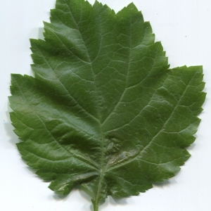 Photographie n°47769 du taxon Sorbus torminalis (L.) Crantz [1763]